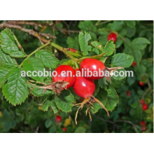 Высокое качество фармацевтическими класс органические rosehips экстракт плодов 